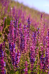 Obraz premium Purple sage flowers blooms in the summer meadow.
