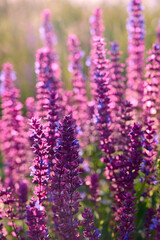 Fototapeta premium Purple sage flowers blooms in the summer meadow.