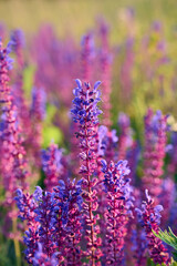 Naklejka premium Purple sage flowers blooms in the summer meadow.