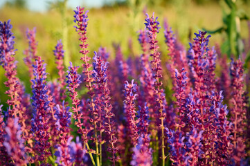 Obraz premium Purple sage flowers blooms in the summer meadow.