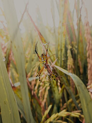 Colorful garden spider on web in natural grass background