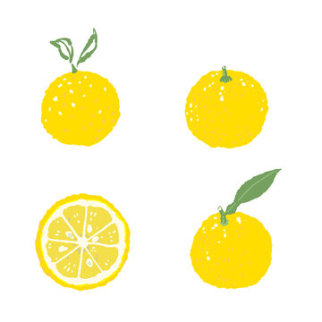 Yuzu Fruit Variety Set (Whole and Slice)