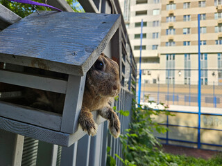 Rabbit is in a bird feeder. The railing of sport place is on a building residential complex