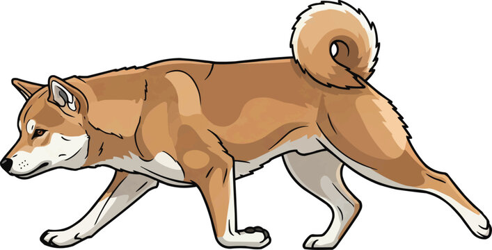 Shikoku dog focused tracking movement side view