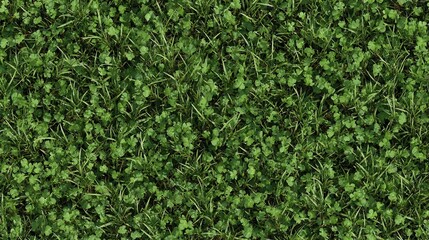 Overhead Lush Green Grass and Clover Texture
