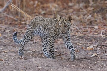 Leopard cub (Panthera pardus) in South Luangwa National Park, Zambia