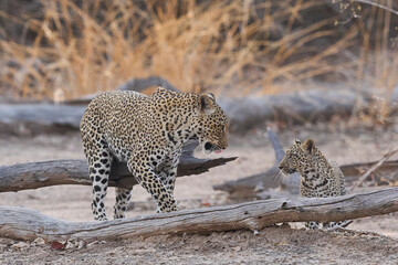 Obraz premium Female Leopard (Panthera pardus) and cub stepping over fallen trees in South Luangwa National Park, Zambia
