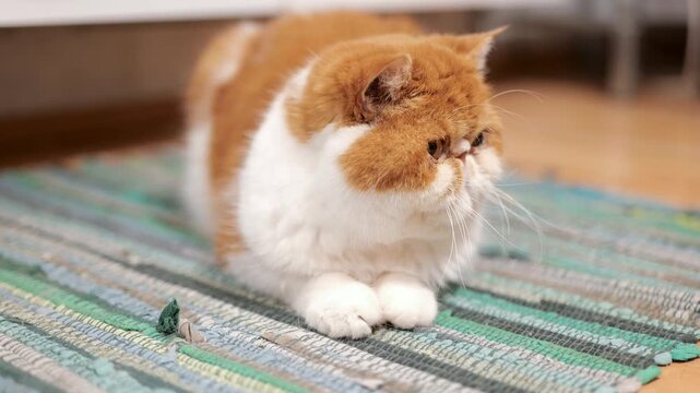 Close up video portrait of red exotic shorthair cat with expressive eyes and soft fur showing calm pet behavior and cozy domestic lifestyle mood