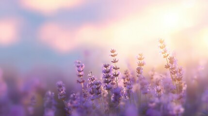 Soft Lavender Field at Sunset Serene Floral Scene