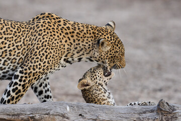Obraz premium Female Leopard (Panthera pardus) and cub interacting in South Luangwa National Park, Zambia