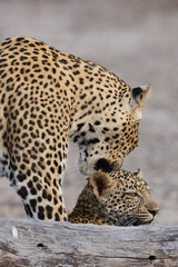 Fototapeta premium Female Leopard (Panthera pardus) and cub interacting in South Luangwa National Park, Zambia