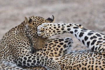 Fototapeta premium Female Leopard (Panthera pardus) and cub interacting in South Luangwa National Park, Zambia