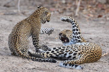 Obraz premium Female Leopard (Panthera pardus) and cub interacting in South Luangwa National Park, Zambia