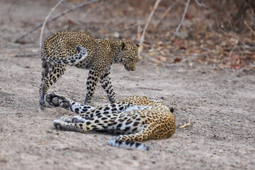 Obraz premium Female Leopard (Panthera pardus) and cub interacting in South Luangwa National Park, Zambia