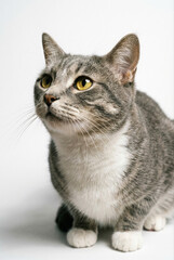 Obraz premium A cute grey and white tabby cat with yellow eyes looks up curiously against a clean white background.