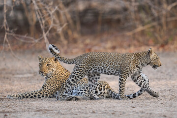 Obraz premium Female Leopard (Panthera pardus) and cub interacting in South Luangwa National Park, Zambia