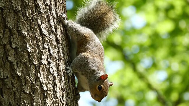 A furry gray squirrel clings to a tree trunk, showcasing its fluffy tail and alert expression