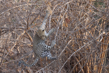 Leopard cub (Panthera pardus) leaping into a bush to grab a birds nest in South Luangwa National Park, Zambia © JeremyRichards
