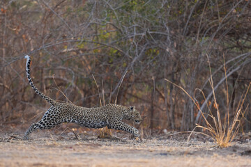 Female Leopard (Panthera pardus) running in South Luangwa National Park, Zambia
