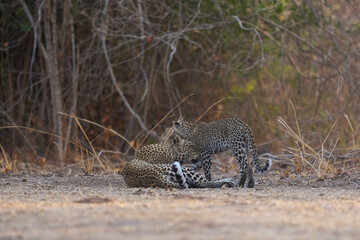 Female Leopard (Panthera pardus) and cub interacting in South Luangwa National Park, Zambia