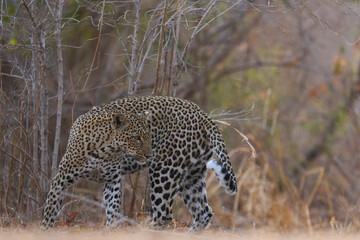 Female Leopard (Panthera pardus) resting on the ground in South Luangwa National Park, Zambia