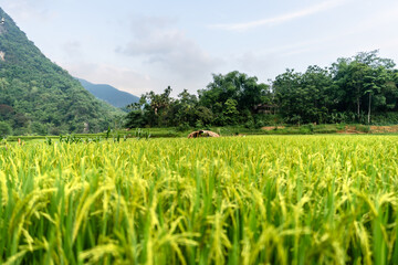 Green Rice Paddy Fields Traditional House Palm Trees Hills Vietnam Rural