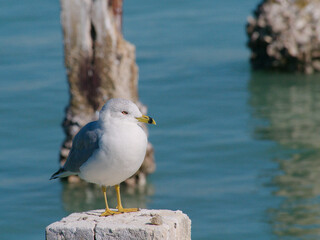 Fototapeta premium A lone Seagull Perched on dock Post By Calm Blue Sea, Coastal Bird Image for Nature and Travel Use. Weathered post overlooking a tranquil blue sea, capturing calm coastal atmosphere and solitude ideal