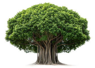 Majestic Banyan Tree: A majestic banyan tree stands tall, its sprawling canopy of vibrant green leaves offering a tranquil sanctuary.