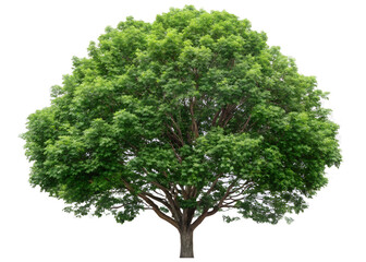  Majestic Green Tree: A stately tree, a symbol of life and longevity, stands proud with its vibrant green canopy and sturdy trunk. A stunning sight.
