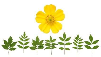 Fototapeta premium A bright yellow flower surrounded by green leaves arranged in a row on a clean white background from a straight-on viewpoint