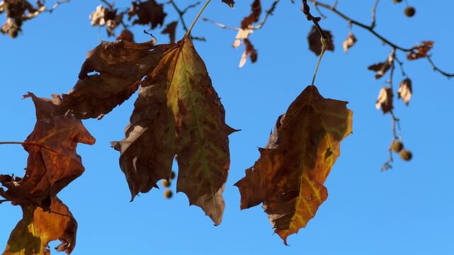 brown fall leaves blowing in wind against clear blue sky