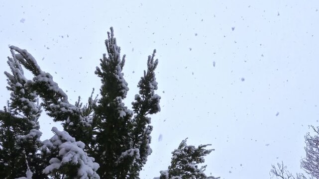 Fir tree in winter snow flurry with thick snowflakes, winter atmosphere, nature, season, precipitation, weather, meteorology, snow crystals, cold, frost
