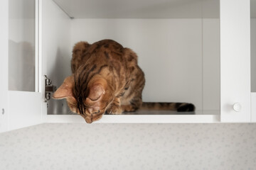 Bengal cat peeking out from white cabinet shelf