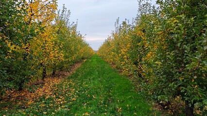 Row of apple trees in autumn orchard with yellowing leaves and fallen foliage on grass path