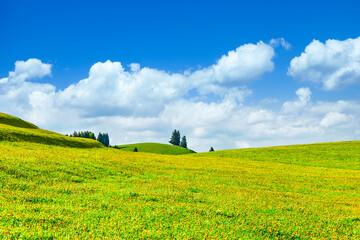 Obraz premium Gelbe Löwenzahnwiese vor blauem himmel mit weßen wolken im Frühling