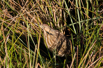 Obraz premium A well camouflaged American Bittern