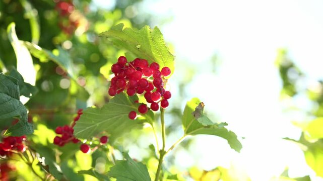 Red berries grow on lush green branches under bright sunlight in a serene garden setting