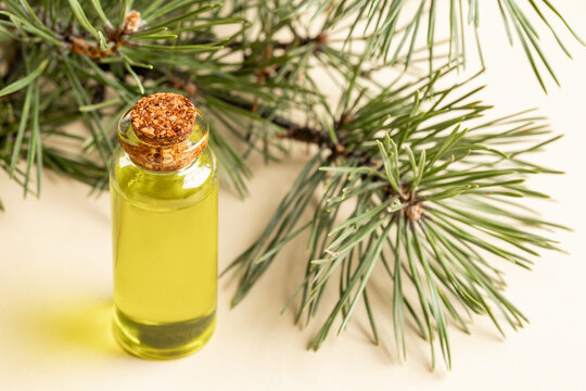 Small glass bottle filled with pine essential oil is positioned next to fresh green pine tree branches This natural remedy has antiseptic, anti-inflammatory, expectorant and restorative properties