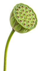 Detailed close up of a vibrant green lotus seed pod with numerous visible seeds on transparent background