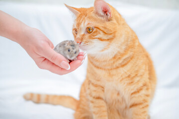 Ginger cat playing with a small hamster
