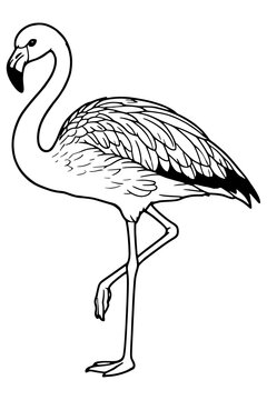 Andean Flamingo Standing on One Leg in Flat Line Art Clipart Isolated on Transparent Background
