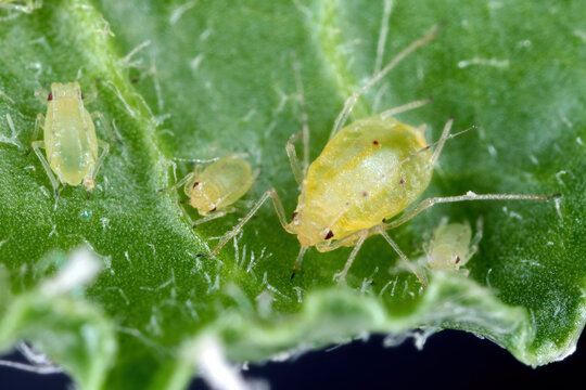 Myzus persicae, known as the green peach aphid, greenfly, or the peach-potato aphid on the underside of a sugar beet leaf.