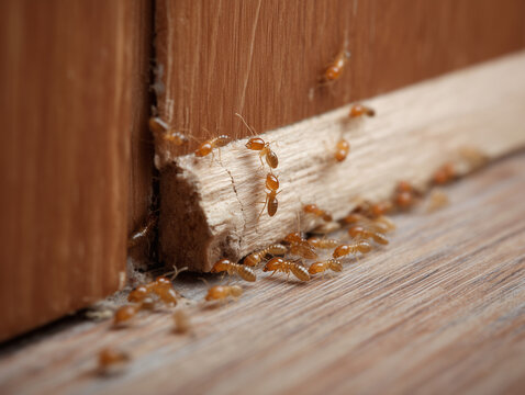 Close Up of Live Termites on Wooden Trim Inside House Showing Pest Damage