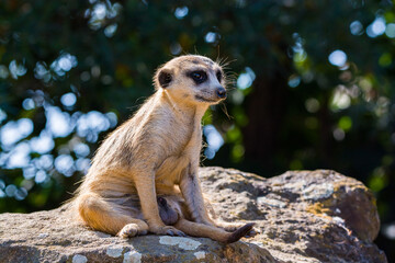 Obraz premium Meerkat - suricata suricatta living in captivity in Czech Republic