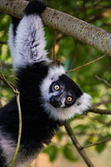 Naklejka premium Black lemur hanging on the tree