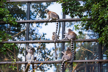 Naklejka premium Lemurs family living in captivity