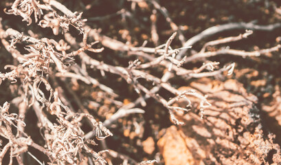 A dry tree without leaves with curved branches closeup view.