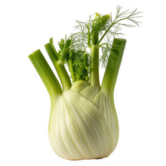 Fresh fennel bulb with green stems and leaves vegetable isolated on a transparent background