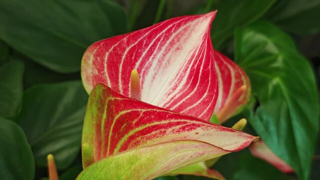 The red anthurium flowers are beautiful and vibrant.