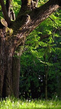 Vertical close up of old tree in spring with sun rays